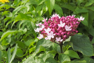 Glory-Bower (Clerodendrum thomsoniae) white flowers and red bud blooming with green nature blurred background. other names Bleeding Heart Vine, Bleeding Glory-Bower, Bagflower and Beauty Bush.