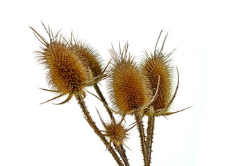 Dry thistle isolated on white