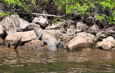 Crocodile in Canyon del Sumidero, Chiapas, Mexico