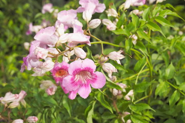 Obraz premium Beautiful Zimbabwe creeper (Podranea ricasoliana) pink flowers blossom on branches in garden, other names: Pink Trumpet Vine, Trumpet Vine, Queen of Sheba and Port John’s Creepe