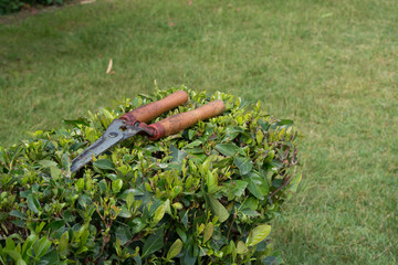 Closed pruner for cutting bushes on green bush.