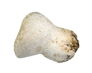 Mushrooms common puffball (Lycoperdon perlatum) isolated on white background. 