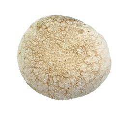 Mushrooms common puffball (Lycoperdon perlatum) isolated on white background. 
