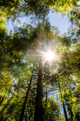 Obraz premium sun rays on pine forest in summer