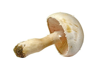 Agaricus arvensis commonly known as the horse mushroom. 