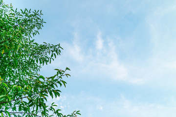 Green foliage background cloudy sky