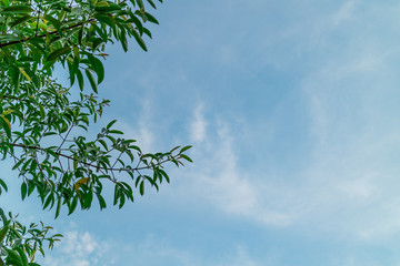 Green foliage background cloudy sky