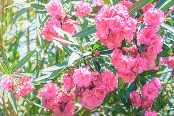 Green bushes with pink flowers in sunlight.