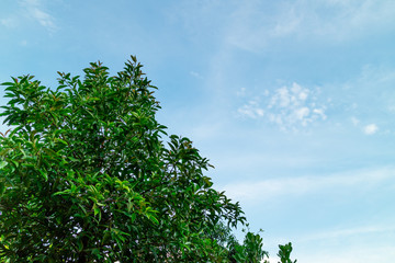Green foliage background cloudy sky