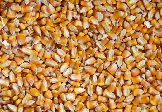 Close up of the corn seeds for the background. Sweet whole kernel corn background. 