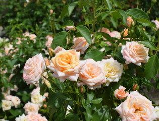 Obraz na płótnie Canvas beautiful rose flowers in apricot color