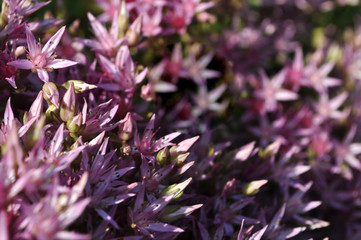 purple wild blooming flowers