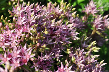 purple wild blooming flowers