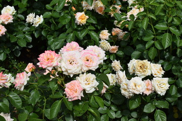 apricot roses