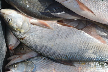 Fresh fishes in a market. Close up of fish on display in a fish market.
