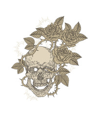 Human skull with rose flowers. T-shirt graphic design. Vector illustration vintage.