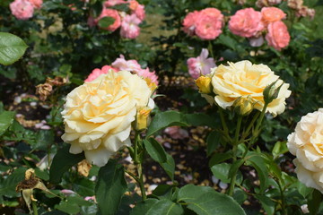 light yellow and pink roses in the garden