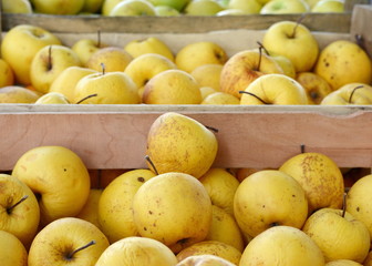 Apples on the market. Fresh organic yellow apples from the local farmers market. Apples background background texture seasoning Apples for sale. 
