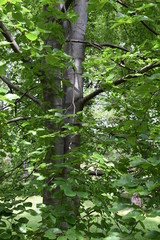 beech trunk in the park