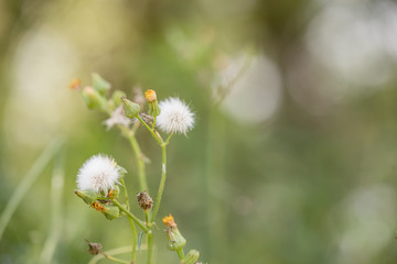 日本　川の風景　多摩川