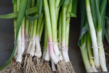 Young garlic on the market. Green garlic leaves on the market.