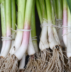 Fototapeta premium Young garlic on the market. Green garlic leaves on the market.