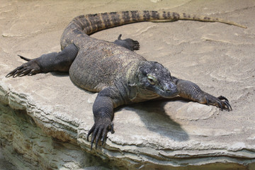 big monitor lizard