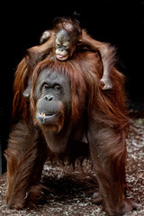 Orang outan mère et bébé