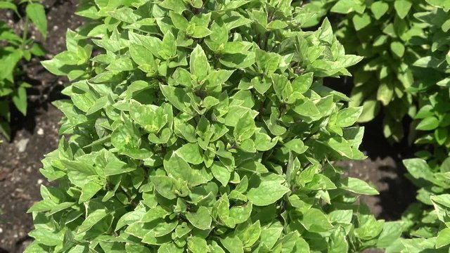 Lemon basil also called Ocimum americanum