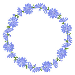 Round floral wreath of sprigs of flowering chicory. Vector illustration of blue wild flower isolated on white background. Garland of meadow medicinal herbs in a cartoon flat style.