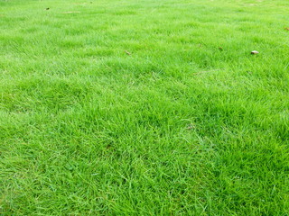 Lawn