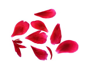 Red peony petals isolated on white background.