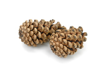 Brown pine cones isolated on white background. 