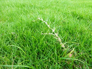 Lawn