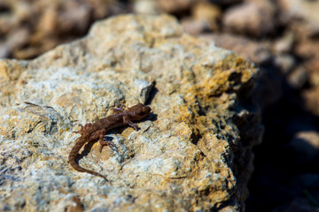 Even-fingered gecko genus Alcophyllex or squeaky gecko in wild nature