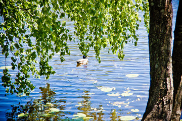 duck with ducklings swims on the river