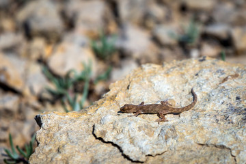 Even-fingered gecko genus Alcophyllex or squeaky gecko in wild nature