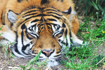 tiger is resting in the green grass