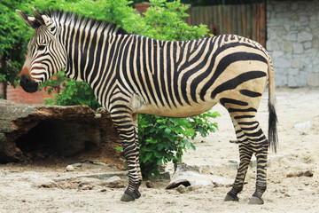 Fototapeta na wymiar zebra animal is resting