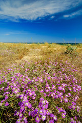 View on the beautiful beach Praia da Falesia Barranco das Belharucas in Algarve, Portugal.