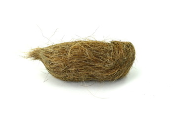 Closeup view of wolf shit with wild boar hair. Wolf excrement isolated on white..