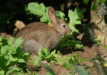 Wild rabbit feeding in urban house garden.