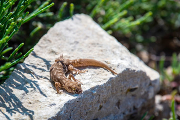 Even-fingered gecko genus Alcophyllex or squeaky gecko in wild nature