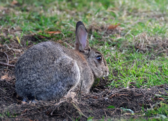 Wild rabbit feeding in urban house garden.