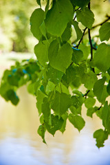water surface of the lake through the green branches of a tree