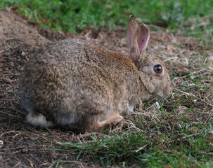 Wild rabbit feeding in urban house garden.