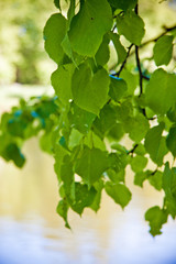 water surface of the lake through the green branches of a tree