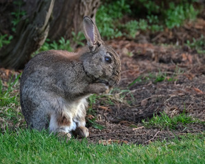 Naklejka na ściany i meble Wild rabbit feeding in urban house garden.