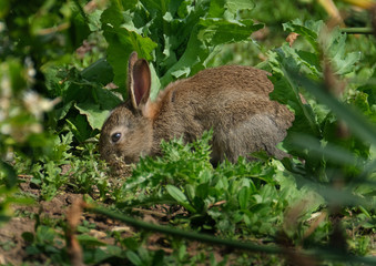 Wild rabbit feeding in urban house garden.