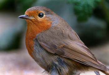 Adult Robin searching for food for chicks.